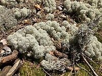 IMG_9146