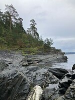Fjord - rots - bos