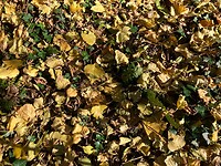 Herfst