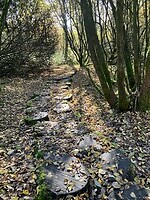 Stapboomschijven
