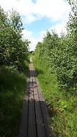 wandelpad naar de vogelkijkhut