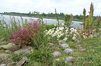 Flora