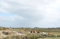 De koeien in het natuurgebied rondom Filso