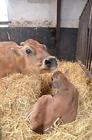 9 juli pappa (15)