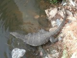 Reptiel in rivier in Bangkok
