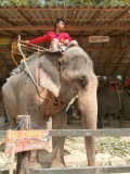 Olifant @ Ko Chang