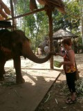 De olifant voeren