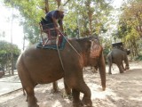 Olifant @ Ko Chang