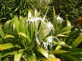 Bloemen @ Ko Chang