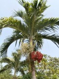Palmboom @ Ko Chang