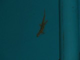 Een gekko in mijn slaapkamer