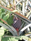 Wilde ananas