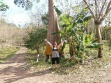 Oude boom @ Ko Chang