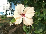Bloem @ Ko Chang