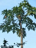 Papaya boom