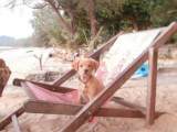 Schattige puppy op het strand