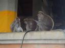 Monkey Forest @ Ubud