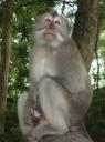 Monkey Forest @ Ubud