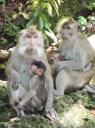 Nationaal park Pangandaran