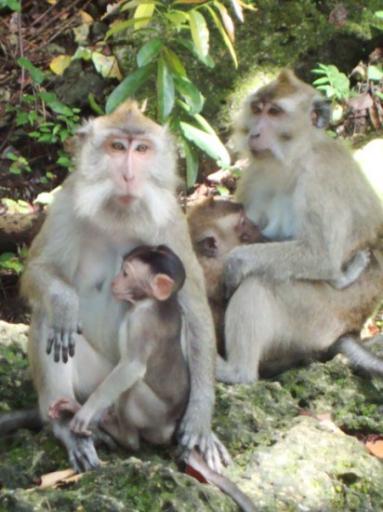 Nationaal park Pangandaran