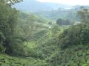 Cameron Highlands