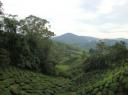 Cameron Highlands