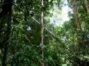 Canopy walk ladder naar beneden geklommen