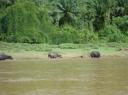 Wilde dieren in de rivier tijdens boottrip