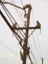Vele apen in de mast @ Lopburi