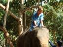 Op de lieve grote olifant
