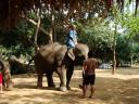 Hoog boven op de olifant