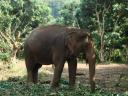 Grote zwangere olifant