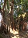 Bomen in Luang Prabang