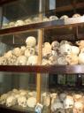 Schedels @ Killing Fields