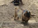 Een geit op het strand