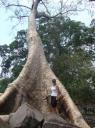 Eeuwen oude bomen @ Angor Wat