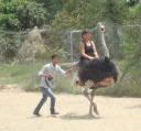 Struisvogel rijden @ Monkey eiland