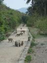 Overal apen @ Monkey eiland