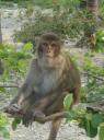 Overal apen @ Monkey eiland