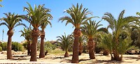 Natuur Javea