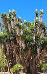 Prachtige boom in Javea