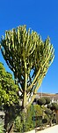 Mooie reuze cactus