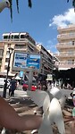 Benidorm duiven