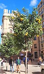 Overal sinasappel boompjes in Malaga