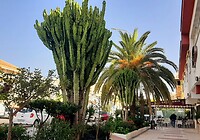 Prachtige grote cactus in Torremolinos