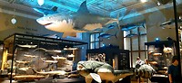 Het nationale museum