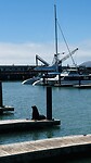 Pier 39 met alle zeeleeuwen