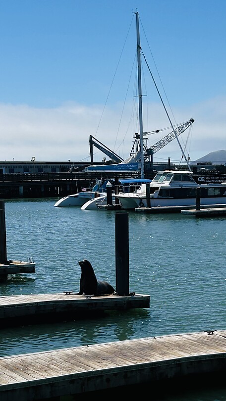 Pier 39 met alle zeeleeuwen