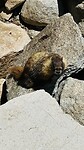 Tioga pass Yosemite