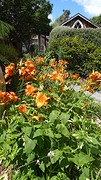 de tuin van The Church